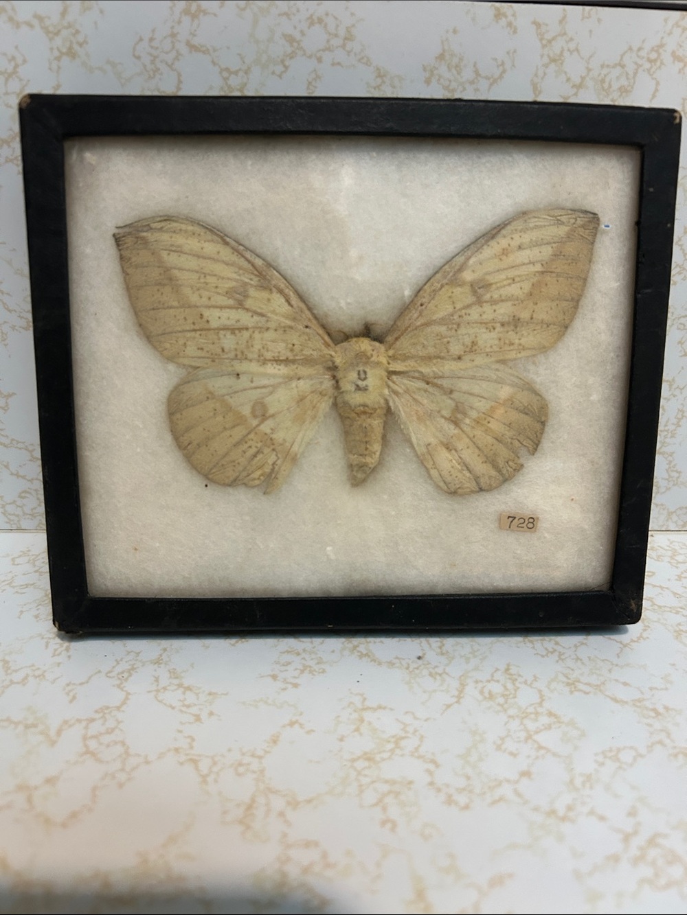 vintage entomology taxidermy
